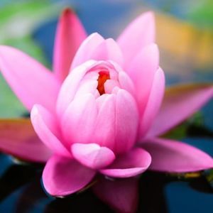 Meet your Posher, Tuyết vân